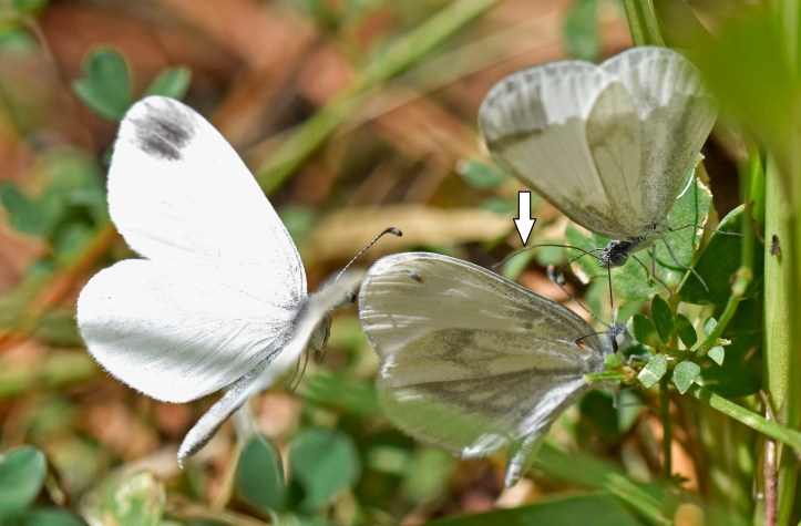 Wood whites courting Galicia, Spain ( 21 Aug 2017) Extended proboscis of the courting male (right) shown by white arrow