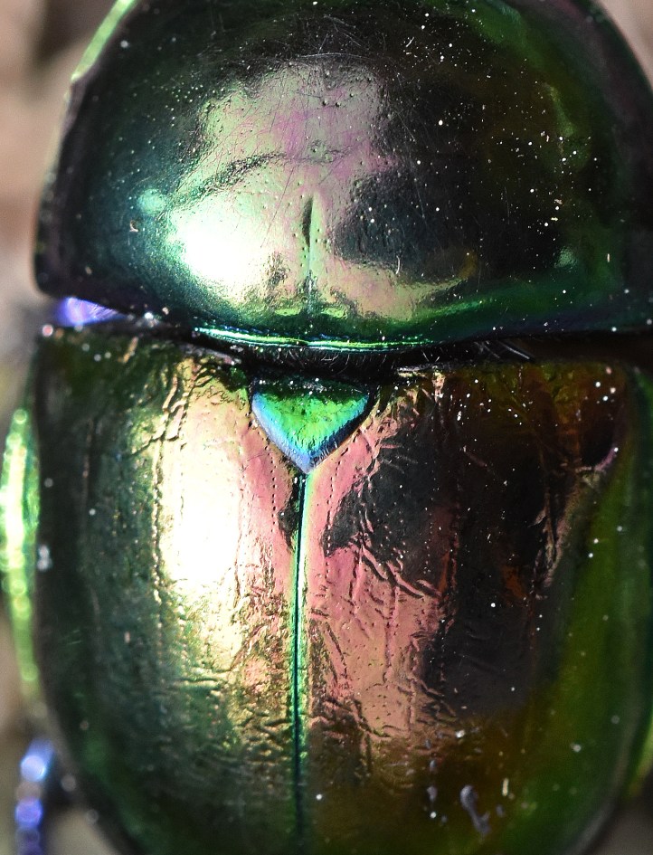 Insect cuticle – Ray Cannon's nature notes