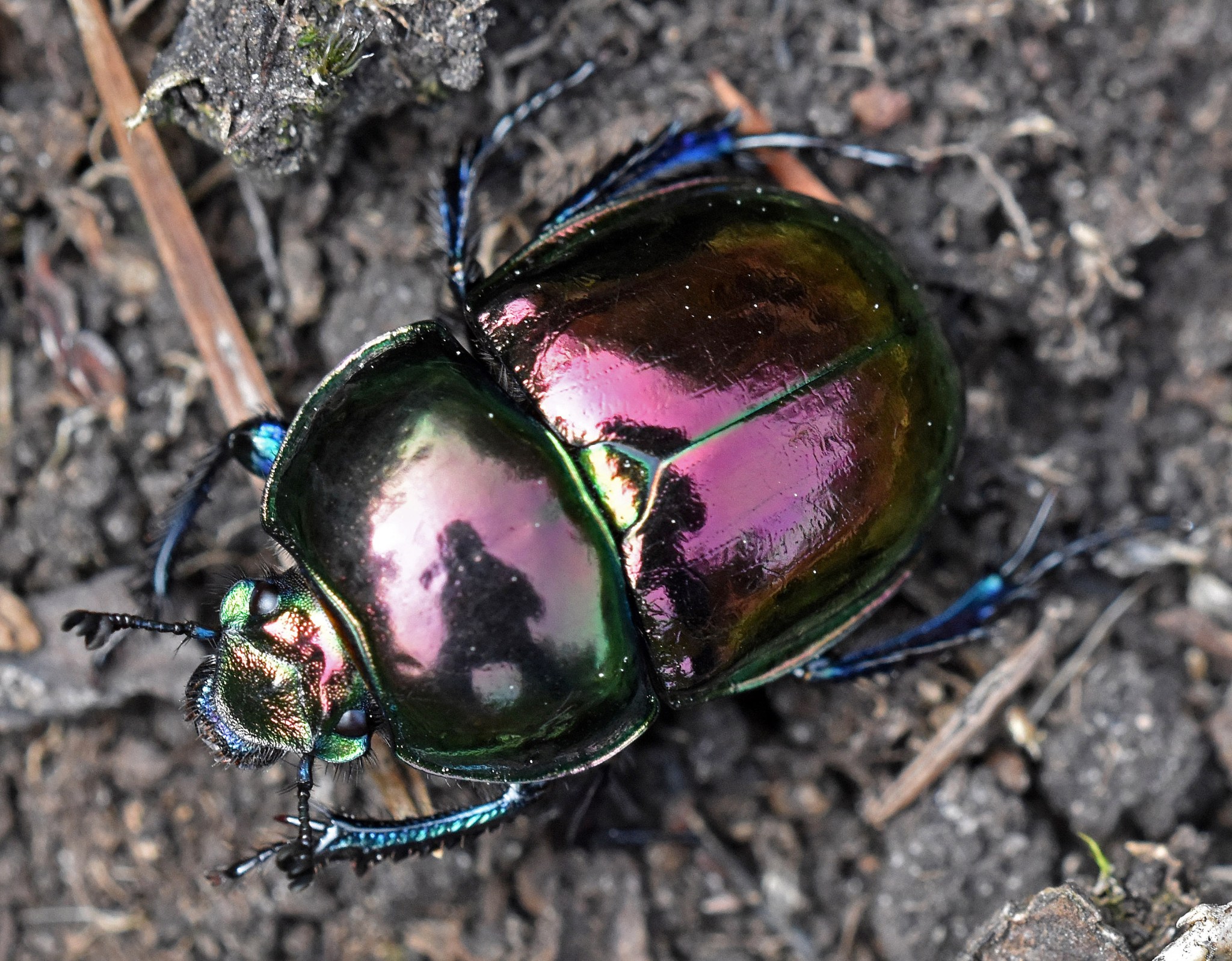 Teal Insects Iridescence in insects – Ray Cannon's nature notes