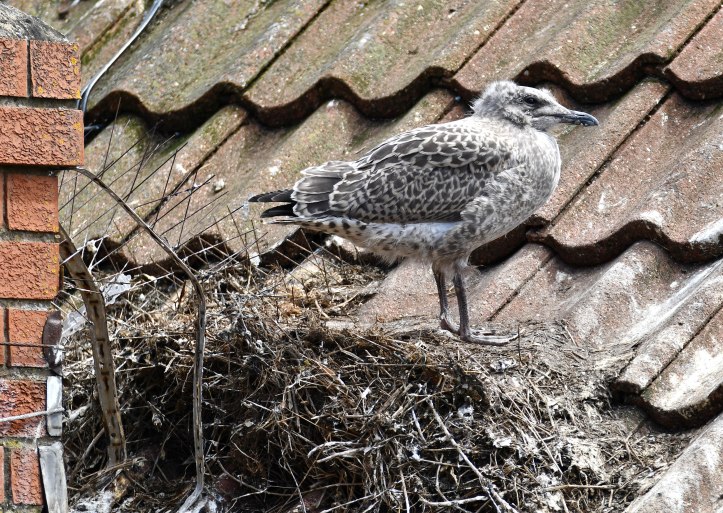 Herring Gull (Larus argentatus) chicks 26 July 2020