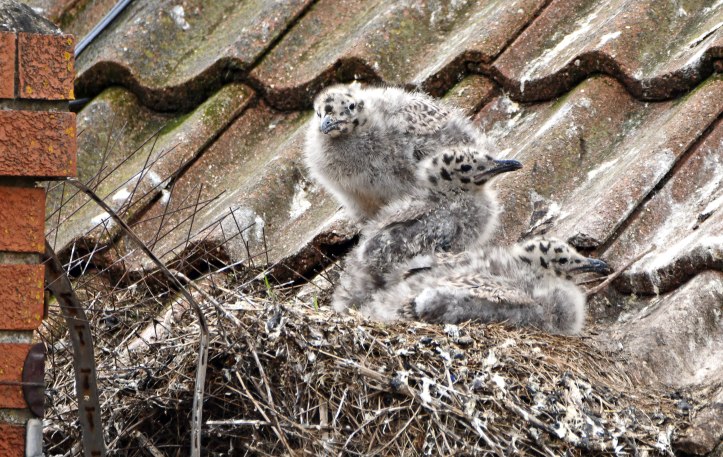 Herring Gull (Larus argentatus) chicks 28 June 2020 1