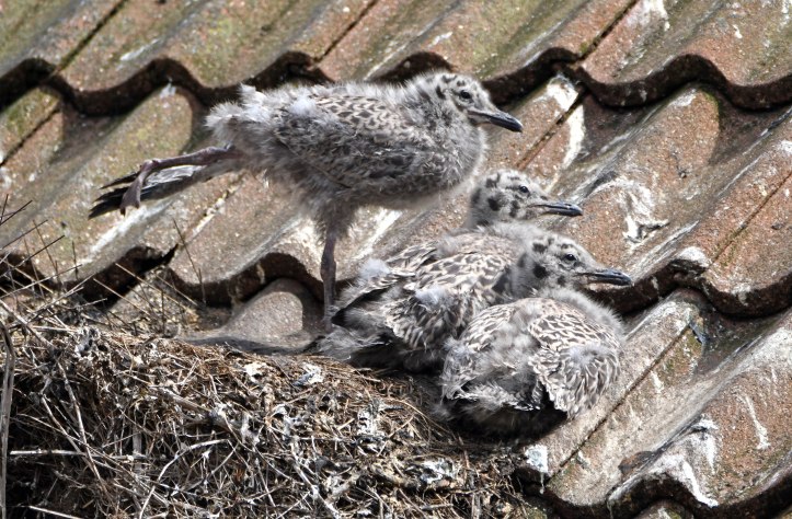 Herring Gull (Larus argentatus) chicks 5 July 2020