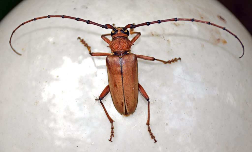 This image has an empty alt attribute; its file name is cerambycid-beetle-neoplocaederus-obesus.jpg