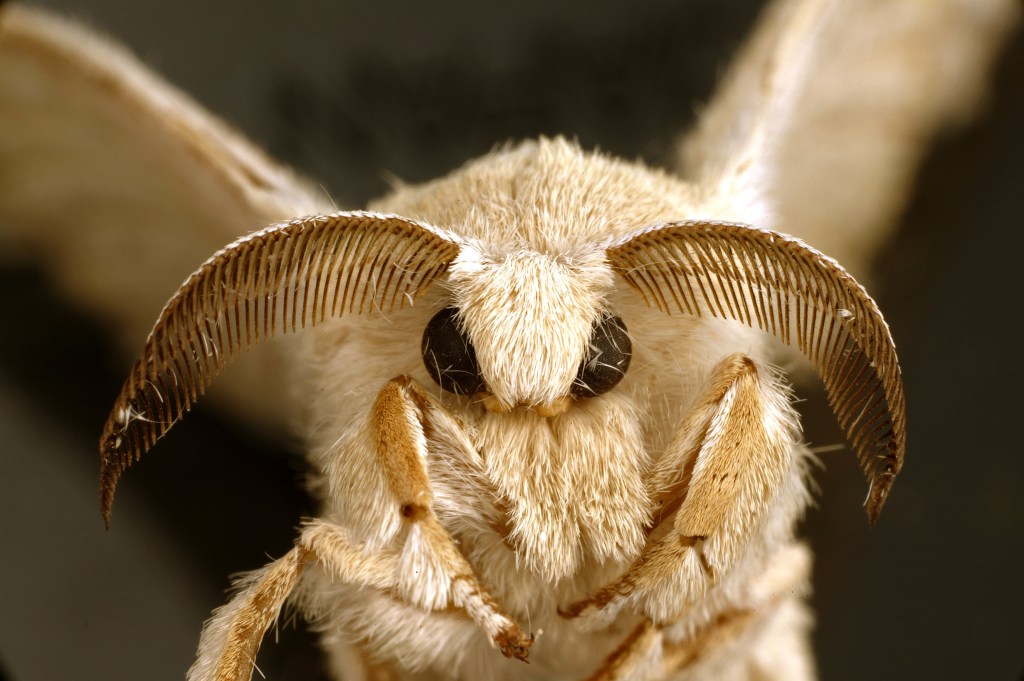 This image has an empty alt attribute; its file name is csiro_scienceimage_10746-an-adult-silkworm-moth-bombyx-mori-wiki-by-csiro-cc-by-3.0-httpscommons.wikimedia.orgwindex.phpcurid35496348.jpg