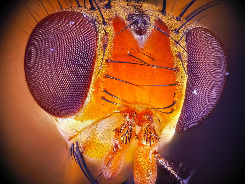 This image has an empty alt attribute; its file name is portrait-of-fruit-fly-stack-of-50-frames-by-d093d180d0b8d0b1d0bad0bed0b2-d0bcd0b8d185d0b0d0b8d0bb-wiki-cc.jpg