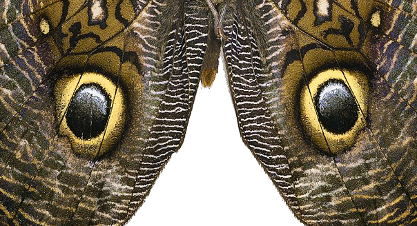 This image has an empty alt attribute; its file name is caligo_martia_ventre-wiki-sparkles.jpg