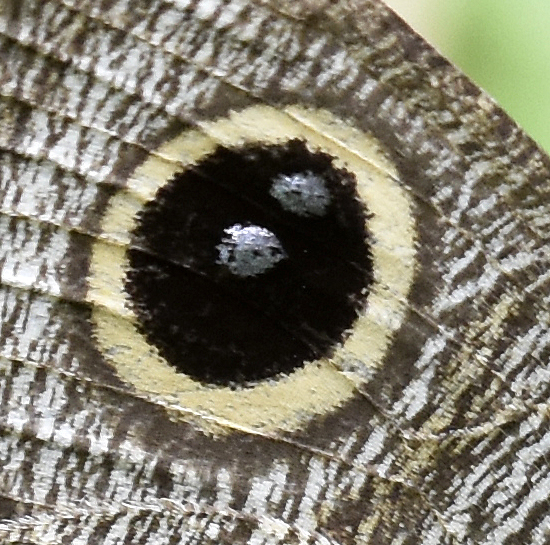 This image has an empty alt attribute; its file name is common-fivering-ypthima-baldus-fw-uds-1.jpg