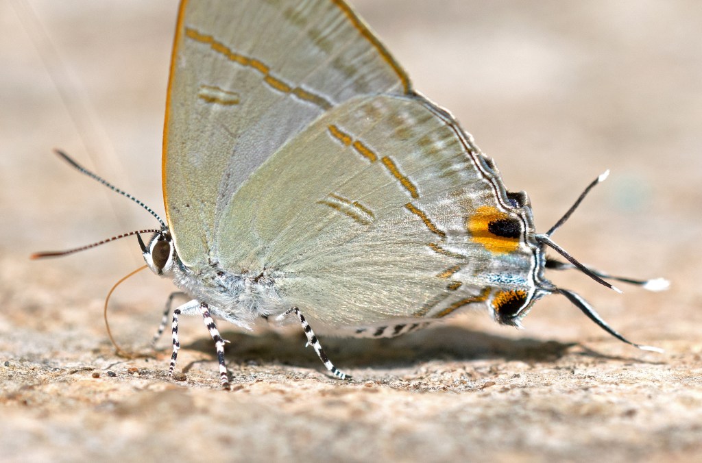 This image has an empty alt attribute; its file name is common-tit-hypolycaena-erylus-himavantus-showing-eyespots-and-tails.jpg