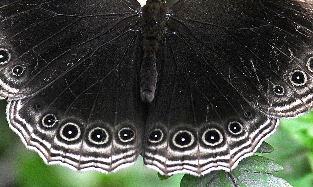 This image has an empty alt attribute; its file name is dusky-diadem-ethope-himachala-3i.jpg
