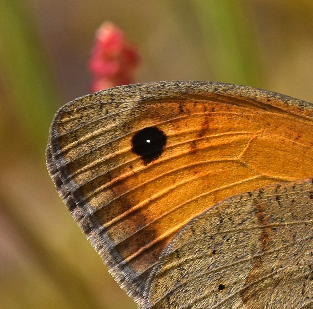 This image has an empty alt attribute; its file name is maniola-jurtina-hispulla-29-may-18-mozuros-uds-male.jpg