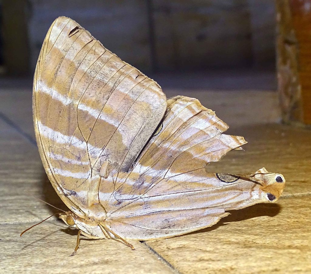 This image has an empty alt attribute; its file name is palmking-amathusia-phidippus-palawanus-pecked-on-eyespot-1.jpg