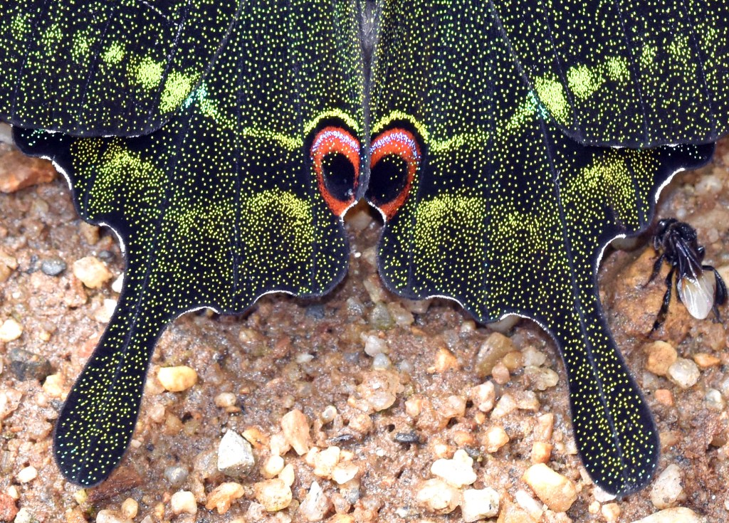 This image has an empty alt attribute; its file name is paris-peacock-papilio-paris-paris.jpg