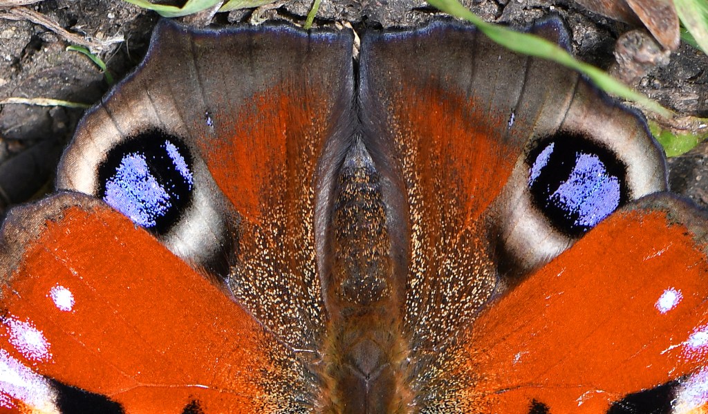 This image has an empty alt attribute; its file name is peacock-inachis-io-fermyn-woods-22-july-2020.jpg