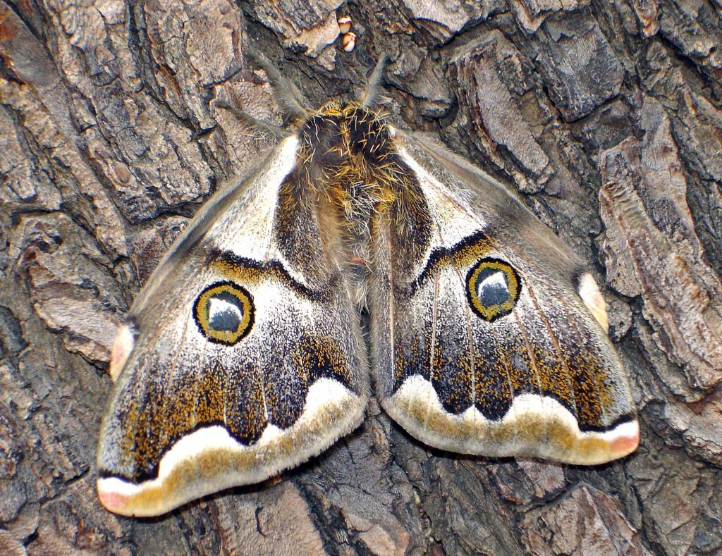 This image has an empty alt attribute; its file name is polythysana-rubrescens-female-chile.jpg