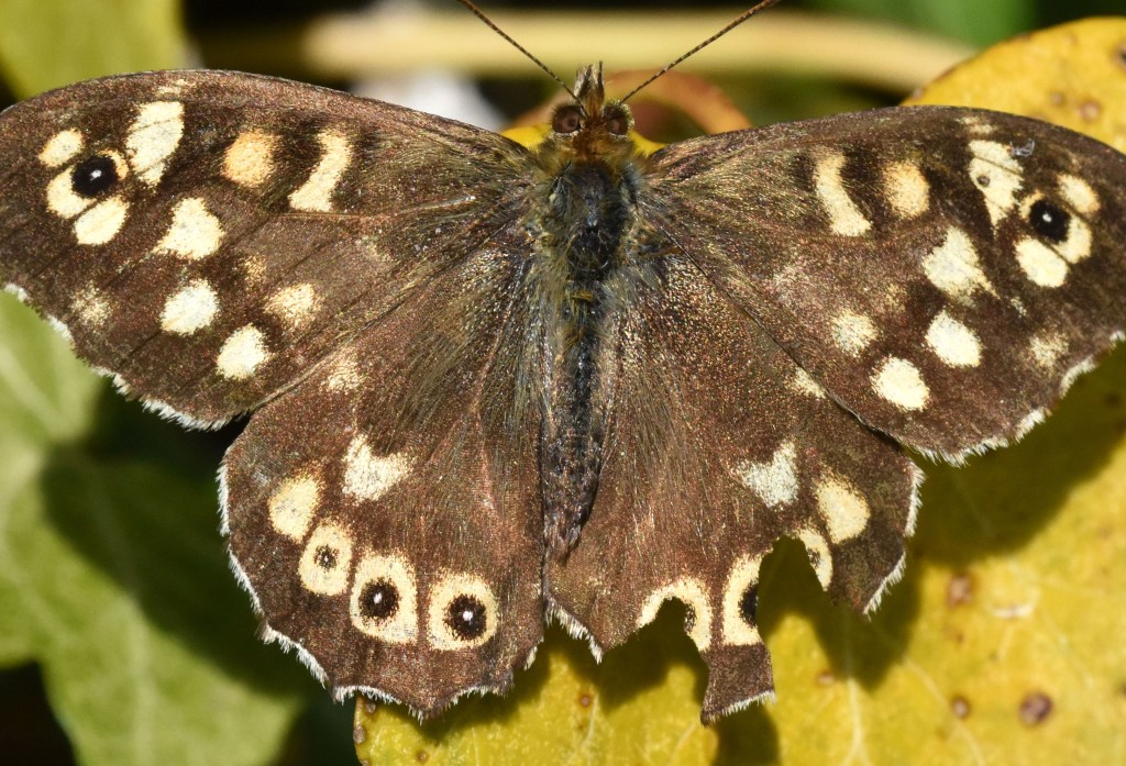 This image has an empty alt attribute; its file name is speckled-wood-pararge-aegeria-ups-scarb-29-apr-19i.jpg