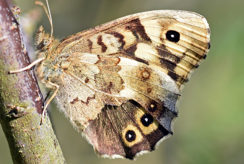 This image has an empty alt attribute; its file name is speckled-wood-speckled-wood-pararge-aegeria-with-damaged-wing-showing-dorsal-eyespts-normally-hidden.jpg