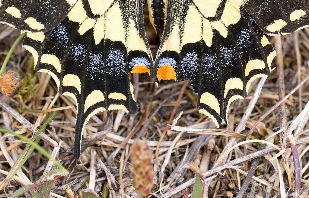 This image has an empty alt attribute; its file name is swallowtail-papilio-machaon-hispanicus-possible-second-generation-brood-15-aug-2017-2-peck-marks.jpg