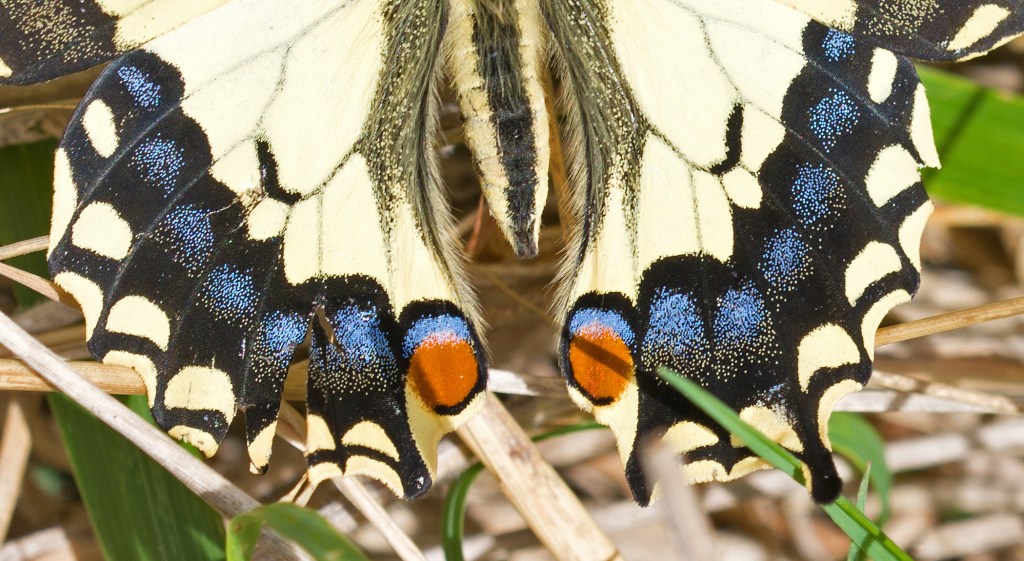 This image has an empty alt attribute; its file name is swallowtail-papilio-machaon-hispanicus-possible-third-generation-brood-14-sept-2017-peck-mark.jpg