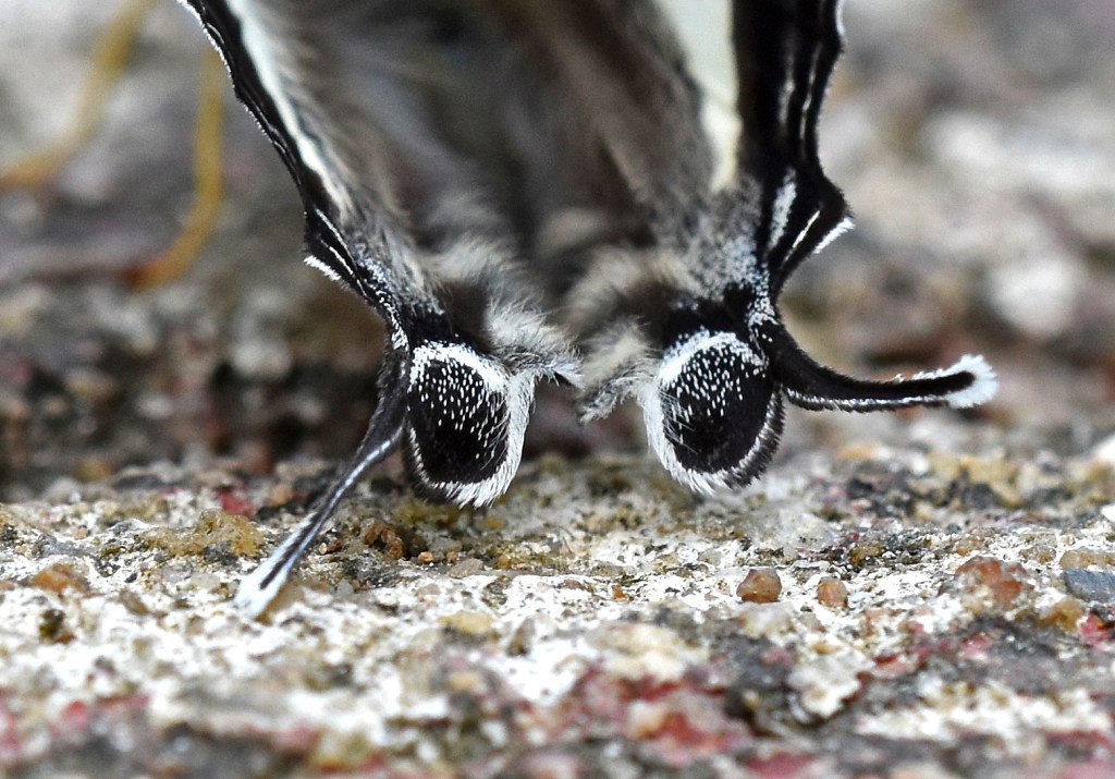 This image has an empty alt attribute; its file name is white-punch-dodona-deodata-3.jpg