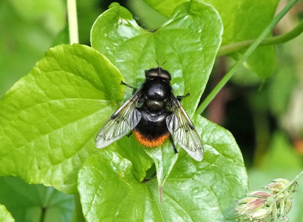 This image has an empty alt attribute; its file name is volucella-bombylans-var.-bombylans-felms.jpg