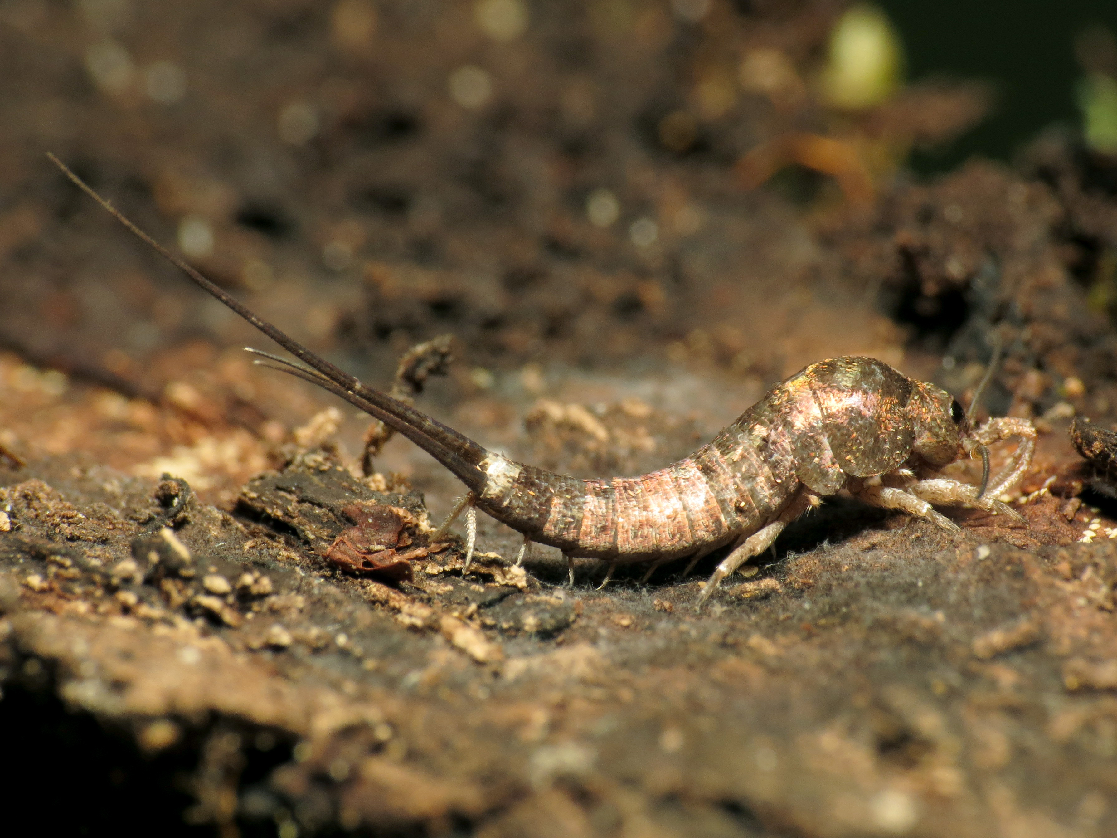 Brittle Insect How old are insects? – Ray Cannon's nature notes