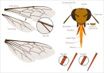 Bees wings: strong, flexible and fast – Ray Cannon's nature notes