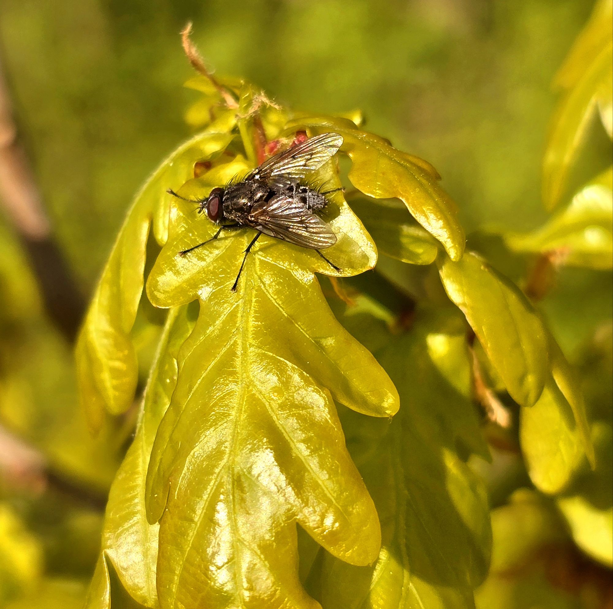 An oak tree bursting into flower! – Ray Cannon's nature notes