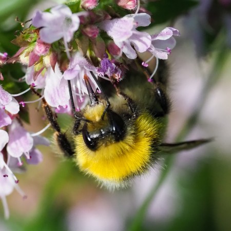 White-tailed Bumble Bee (Bombus lucorum) male with his relatively short tongue (proboscis)